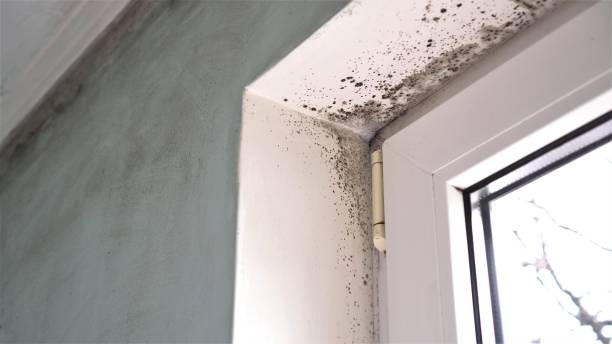 Best Same-Day Mold Removal  in Monticello, IL