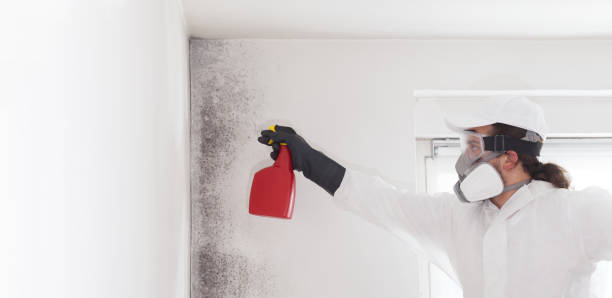 Best Mold Removal Process  in Monticello, IL