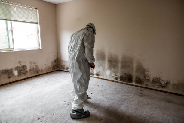 Best Mold Testing  in Monticello, IL