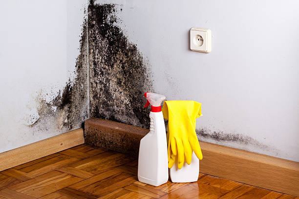 Best Commercial Mold Removal  in Monticello, IL