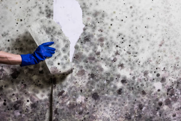 Best Office Mold Removal Services  in Monticello, IL