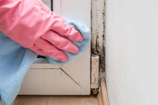 Best Toxic Mold Removal  in Monticello, IL