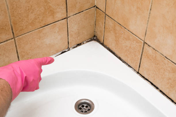 Best Crawl Space Mold Removal  in Monticello, IL