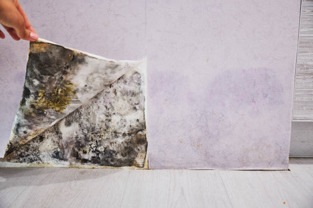 Mold Removal Process in Monticello, IL